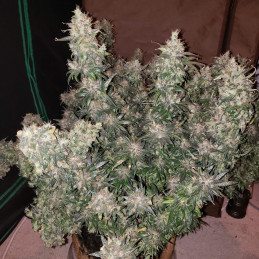 White Russian Auto