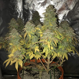 AK Auto