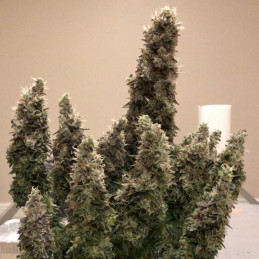 Big Bud