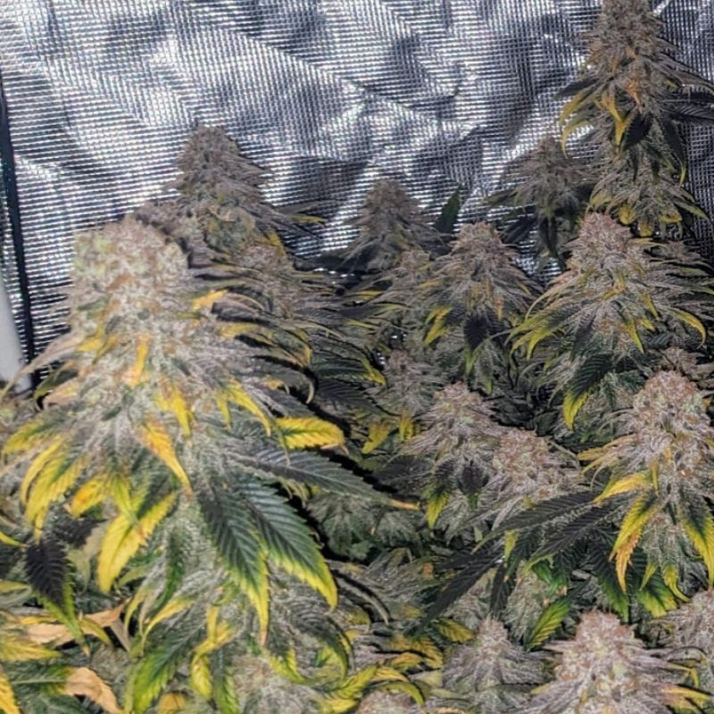 Great White Shark CBD - orvosi kannabiszmagok, kannabiszfajta