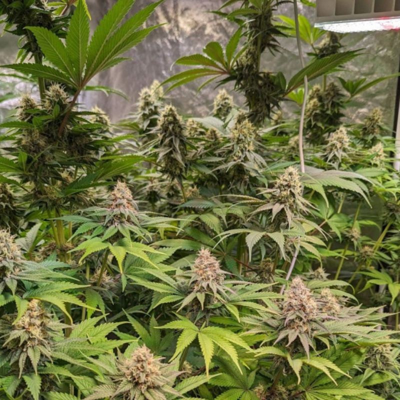 Cheese CBD - orvosi kannabiszmagok, kannabiszfajta