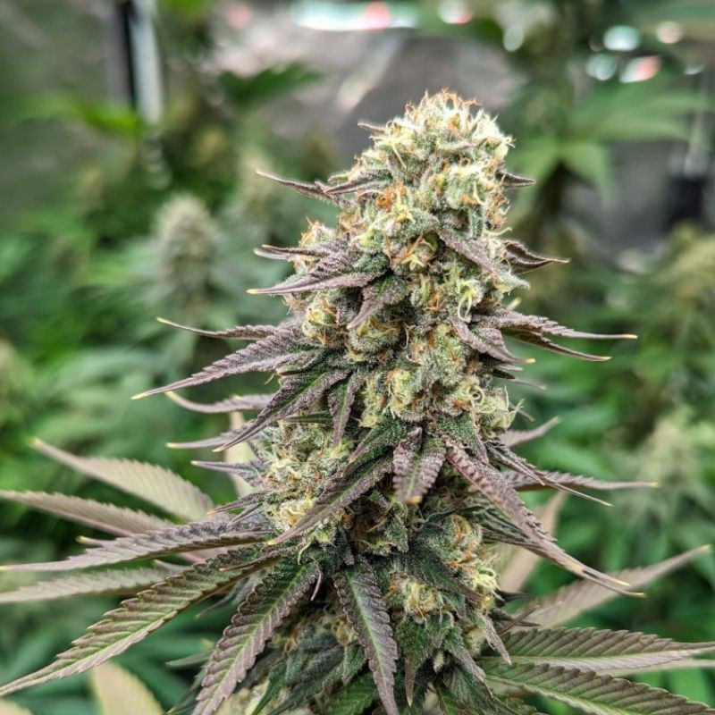 Critical CBD - orvosi kannabiszmagok, kannabiszfajta