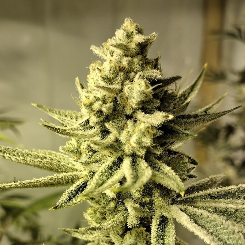 Chronical Auto - automatikusan virágzó kannabiszmagok, kannabiszfajta