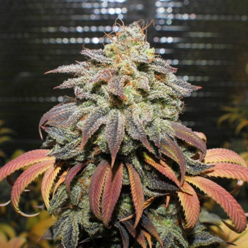Coffee Ryder Auto - automatikusan virágzó kannabiszmagok, kannabiszfajta