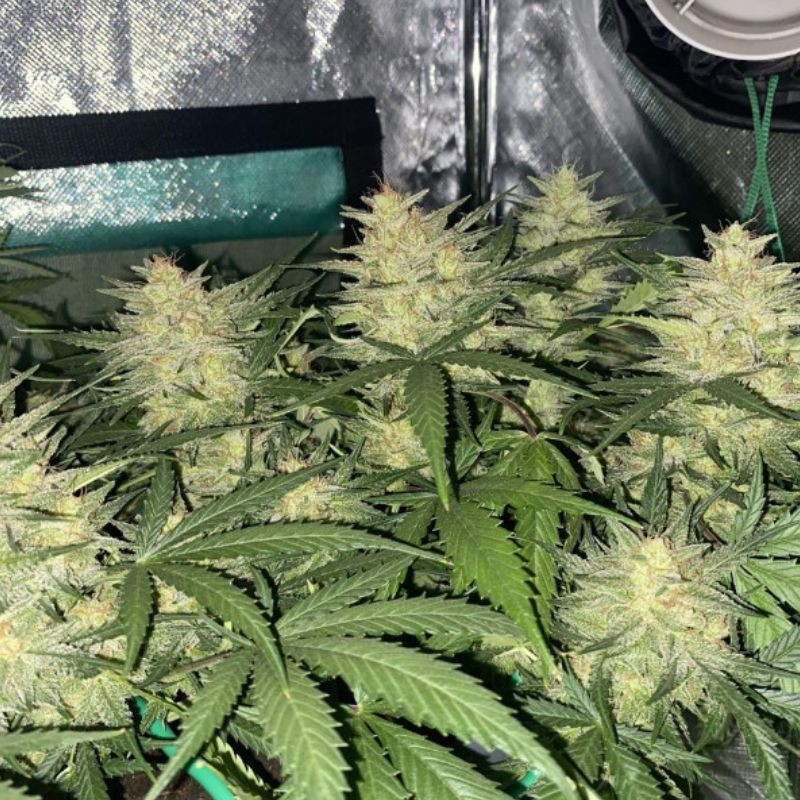 Cheese Auto - automatikusan virágzó kannabiszmagok, kannabiszfajta