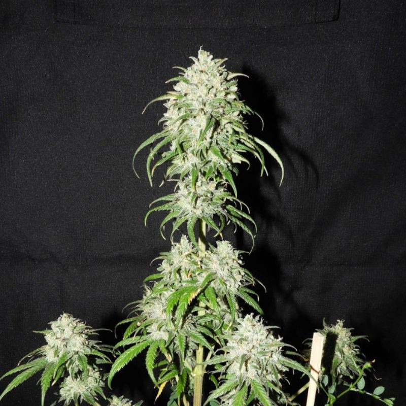 Devil's Kiss Auto - automatikusan virágzó kannabiszmagok, kannabiszfajta