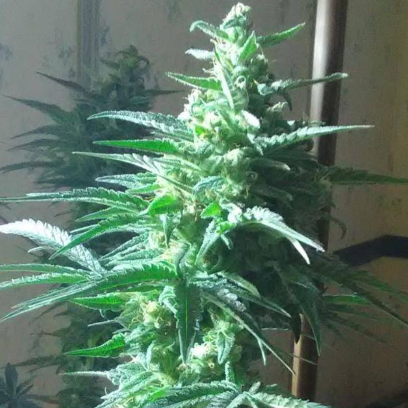 Critical Auto - automatikusan virágzó kannabiszmagok, kannabiszfajta