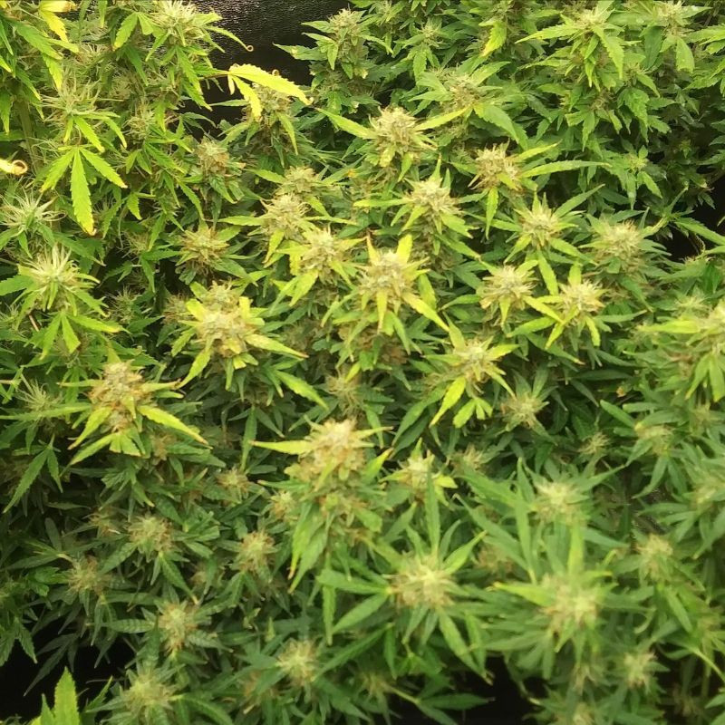 RoboCop Auto - automatikusan virágzó kannabiszmagok, kannabiszfajta