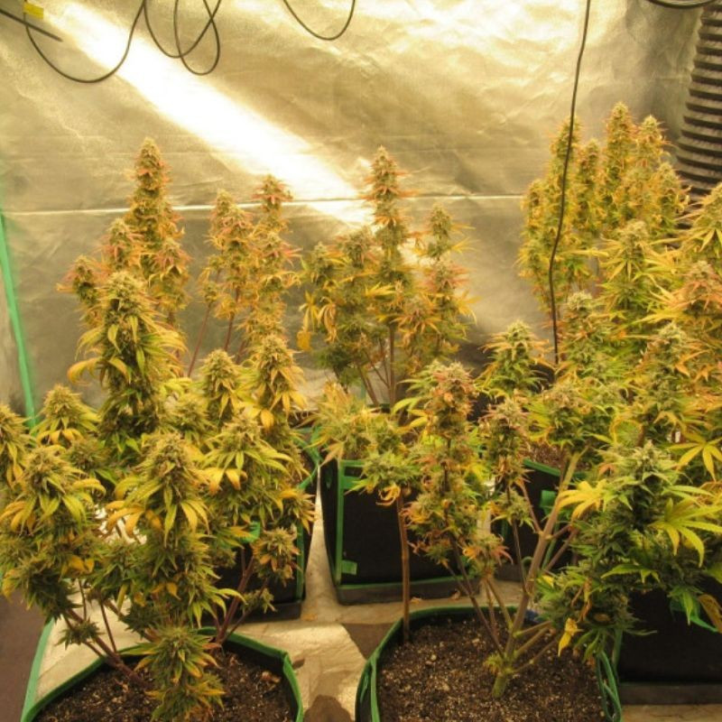 Easy Ryder Auto - automatikusan virágzó kannabiszmagok, kannabiszfajta