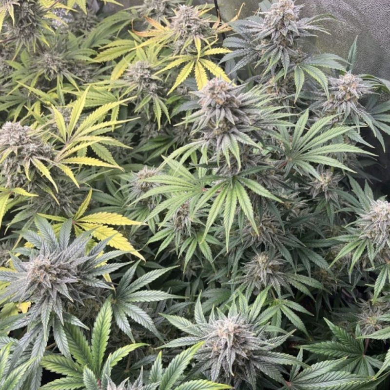 DoSiDos Auto - automatikusan virágzó kannabiszmagok, kannabiszfajta