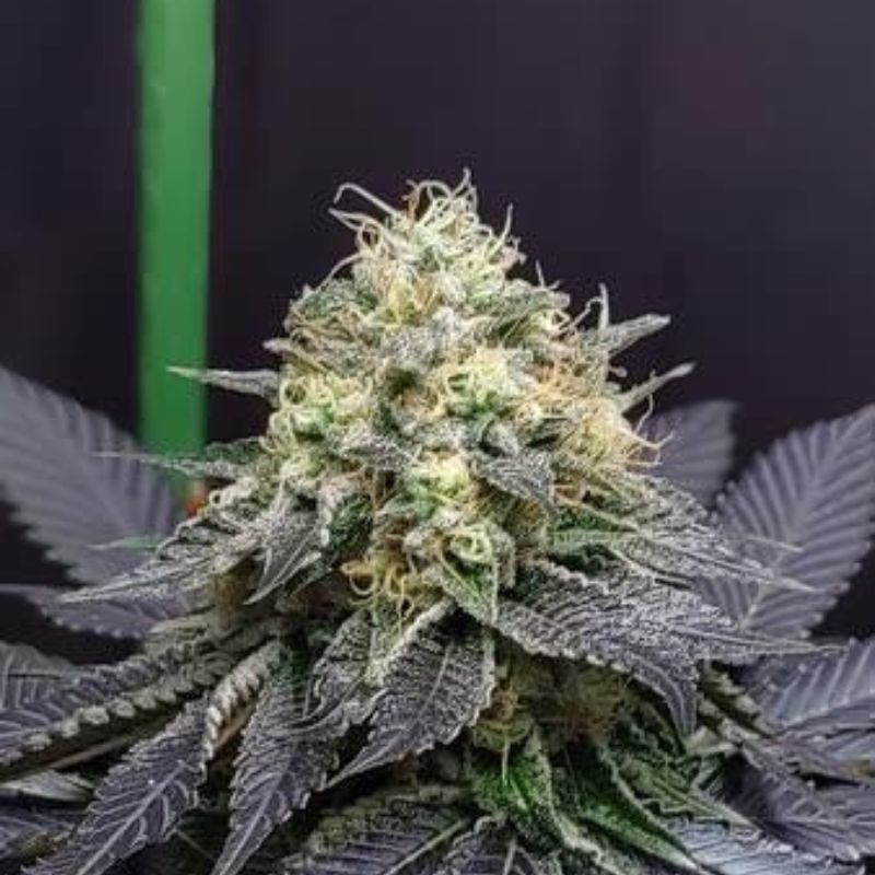 Green Crack Auto - automatikusan virágzó kannabiszmagok, kannabiszfajta