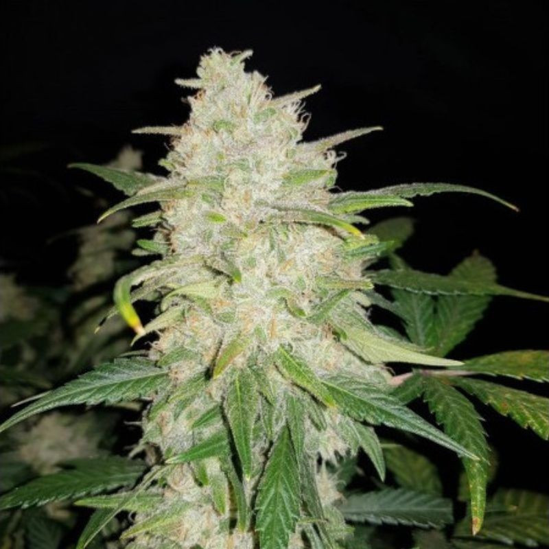 Gelato Auto - automatikusan virágzó kannabiszmagok, kannabiszfajta