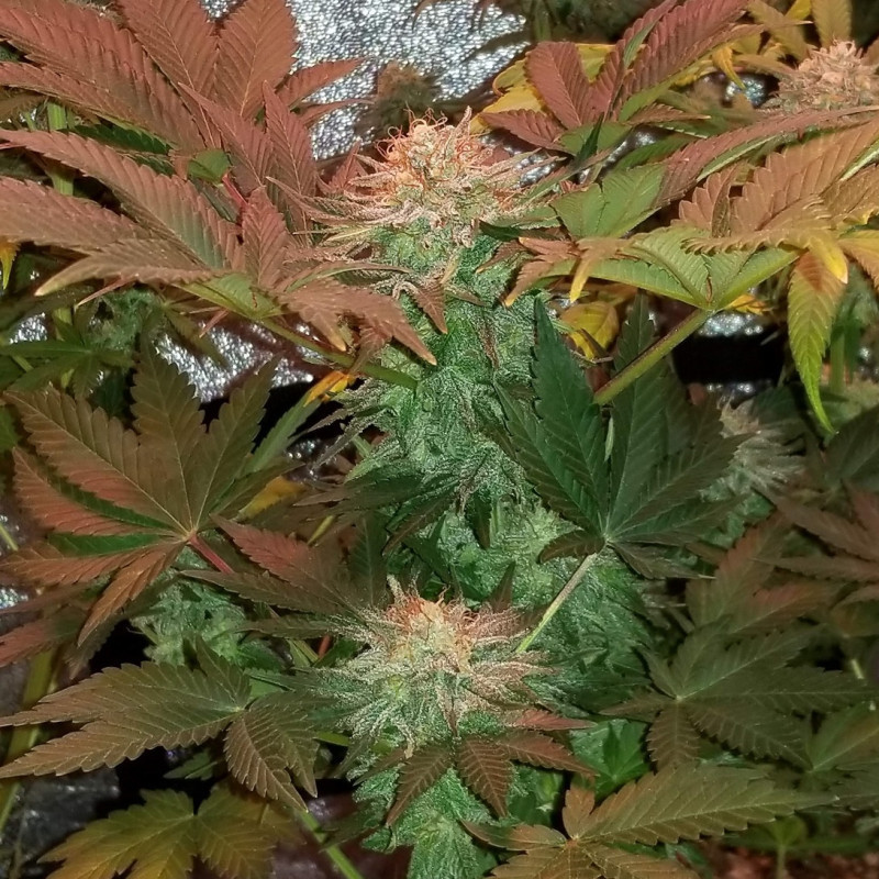 Ultra Mintz Auto - automatikusan virágzó kannabiszmagok, kannabiszfajta