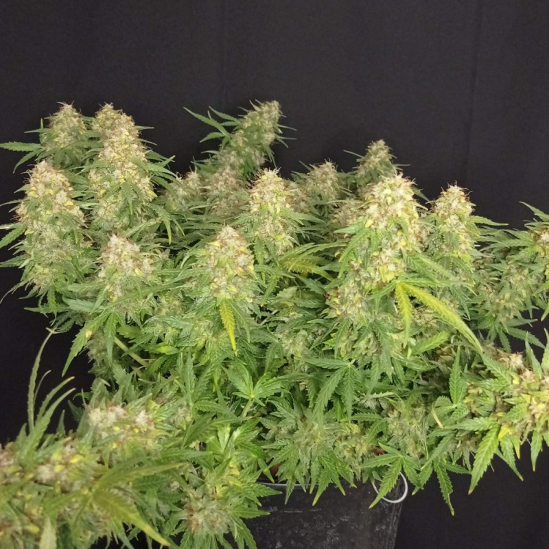 Lemon Auto - automatikusan virágzó kannabiszmagok, kannabiszfajta