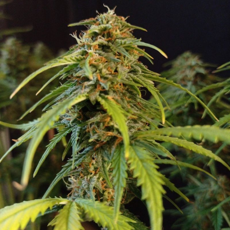 Gorilla Glue Auto - automatikusan virágzó kannabiszmagok, kannabiszfajta
