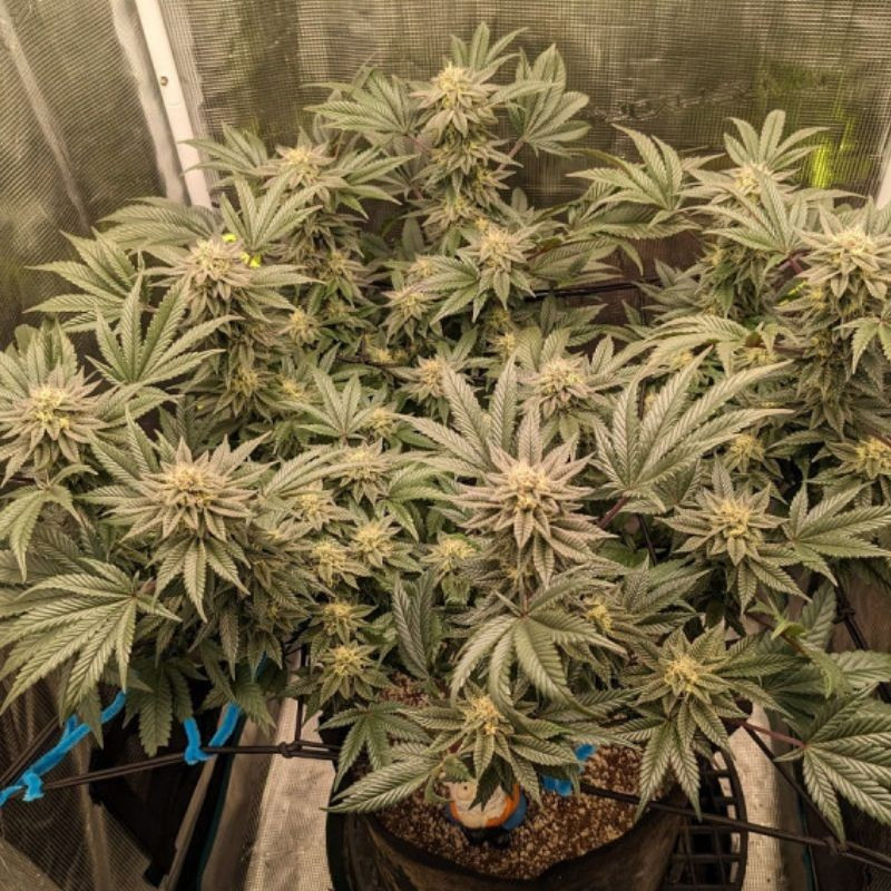 Great White Shark Auto - automatikusan virágzó kannabiszmagok, kannabiszfajta