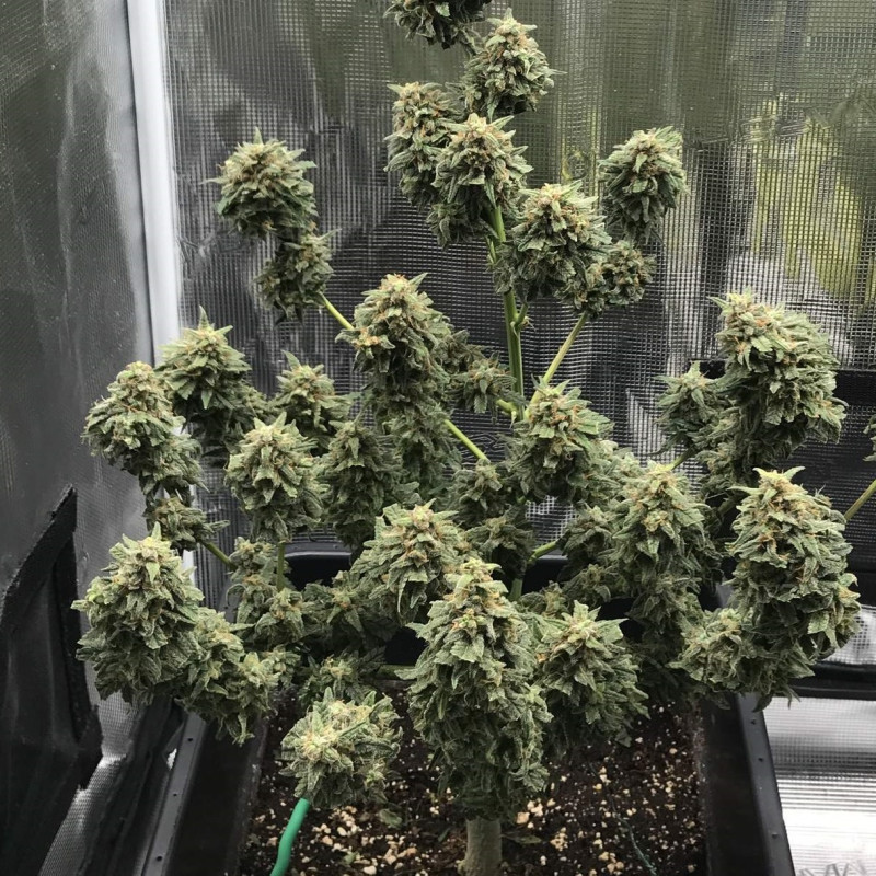 Kali Mist Auto - automatikusan virágzó kannabiszmagok, kannabiszfajta
