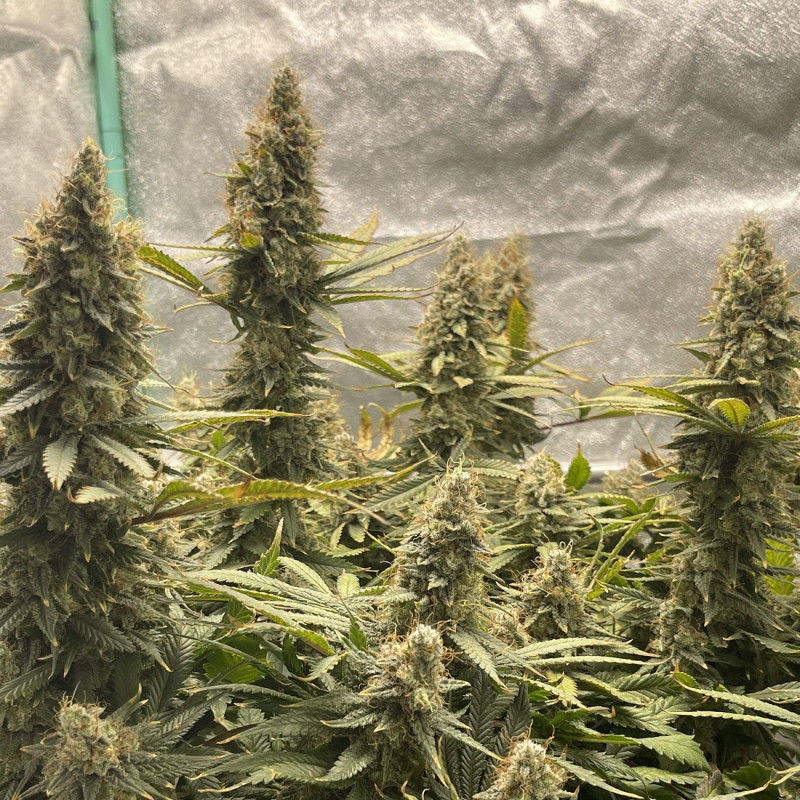 Jack Herer Auto -  autovirágzó kannabiszmagok, kannabiszfajta