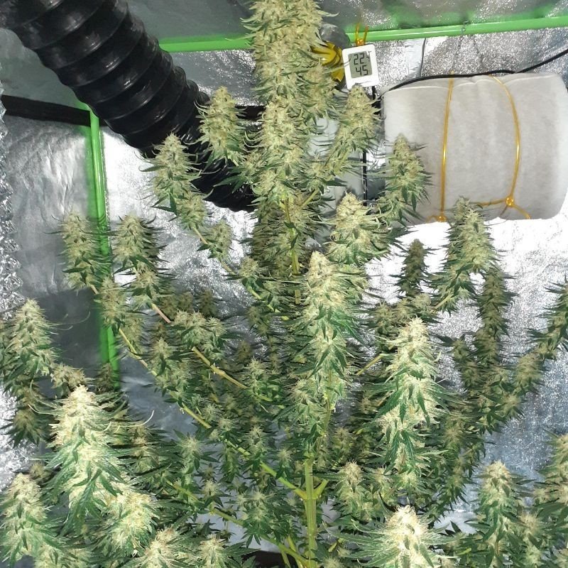 Hindu Kush Auto -  autovirágzó kannabiszmagok, kannabiszfajta