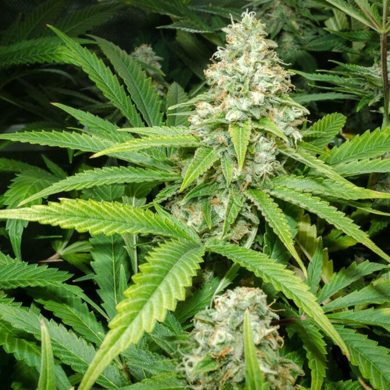 Green Skunk Auto -  autovirágzó kannabiszmagok, kannabiszfajta
