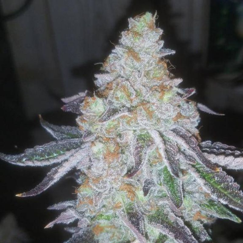 Lavender Auto -  autovirágzó kannabiszmagok, kannabiszfajta