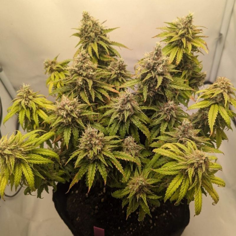 Mazar Auto -  autovirágzó kannabiszmagok, kannabiszfajta