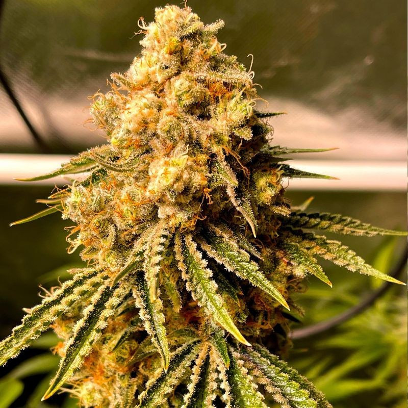 Mimosa Auto -  autovirágzó kannabiszmagok, kannabiszfajta