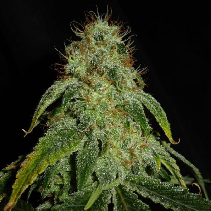 Mandarine Auto -  autovirágzó kannabiszmagok, kannabiszfajta