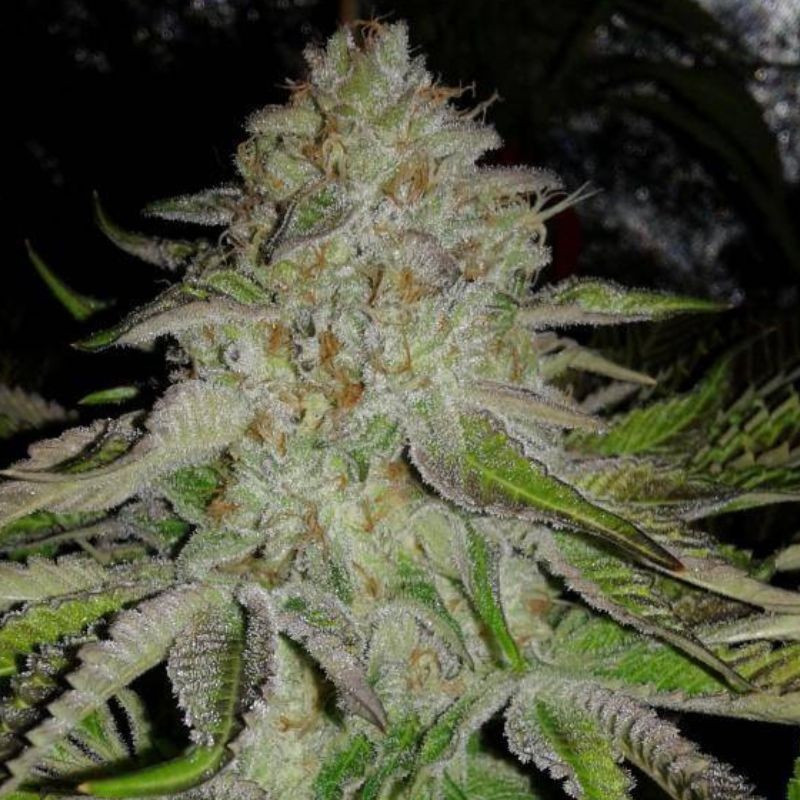 OG Kush Auto -  autovirágzó kannabiszmagok, kannabiszfajta