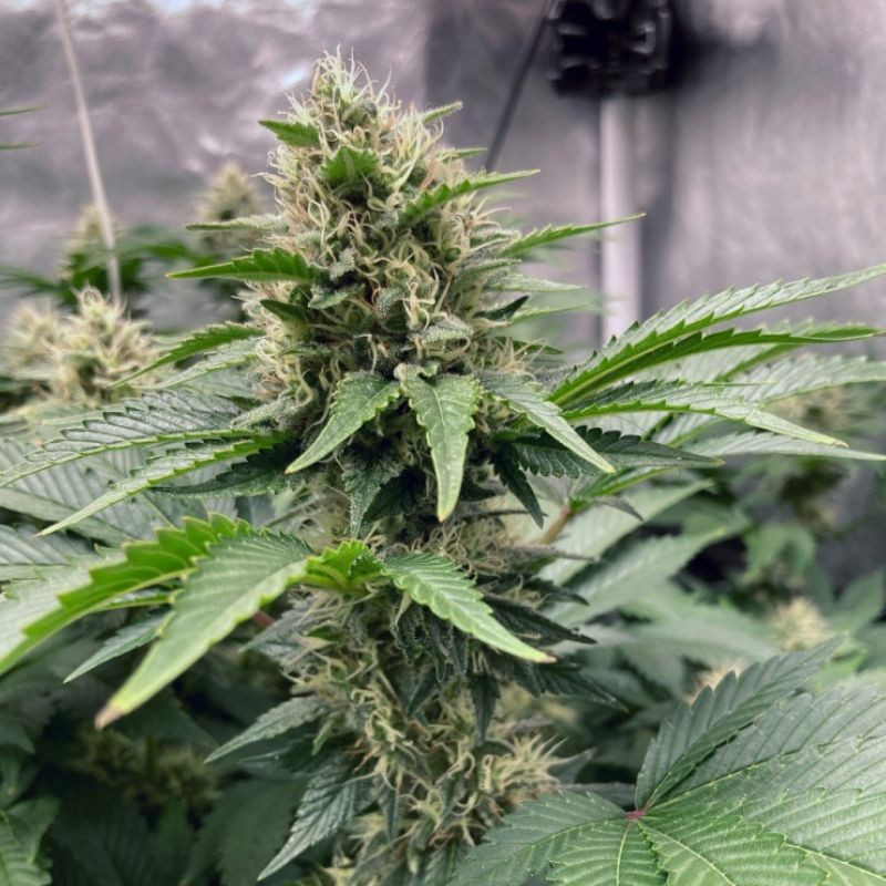 Northern Light Auto -  autovirágzó kannabiszmagok, kannabiszfajta