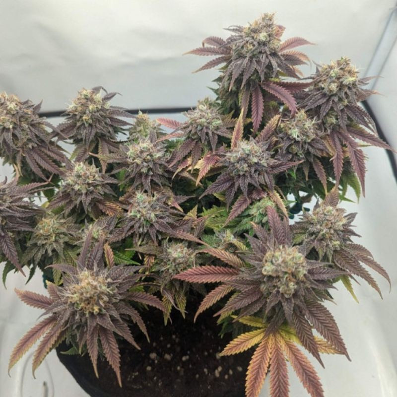 NYC Diesel Auto -  autovirágzó kannabiszmagok, kannabiszfajta
