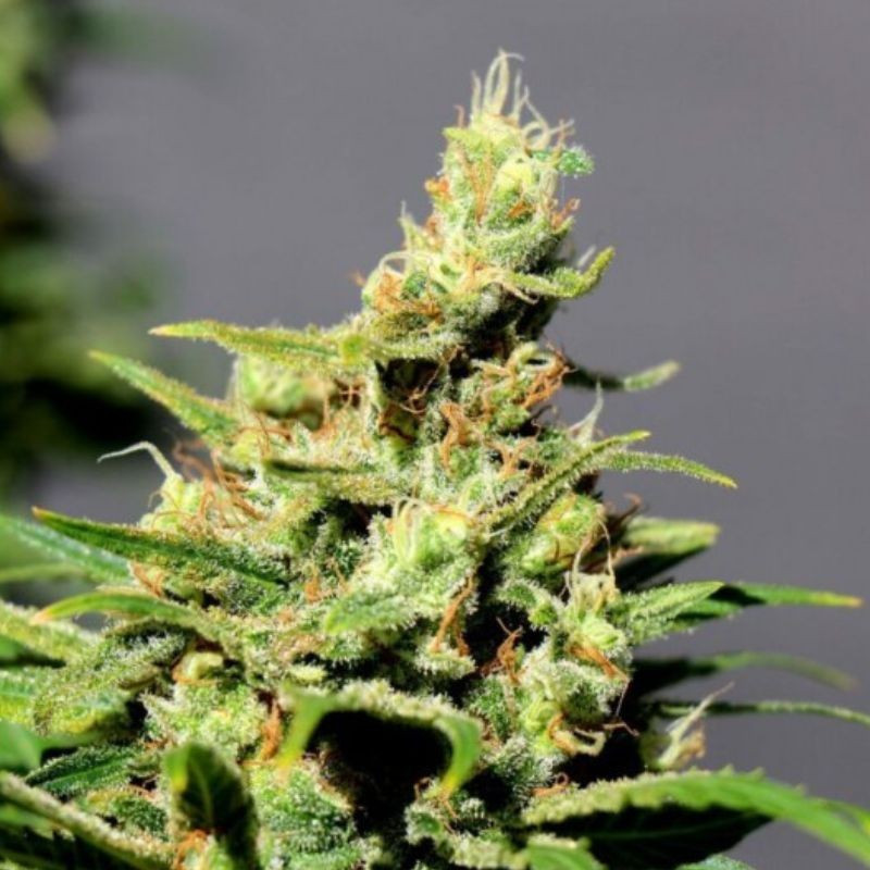 LSD Auto -  autovirágzó kannabiszmagok, kannabiszfajta
