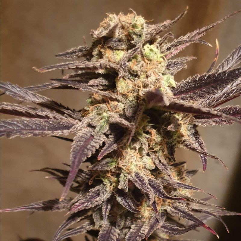 Orange Bud Auto -  autovirágzó kannabiszmagok, kannabiszfajta