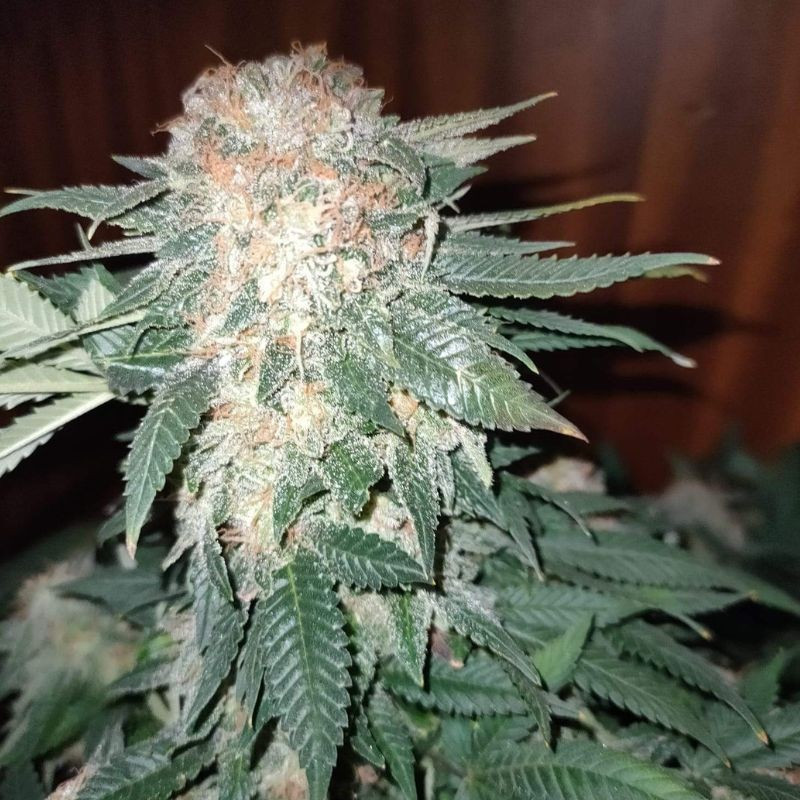 Sour Diesel Auto -  autovirágzó kannabiszmagok, kannabiszfajta