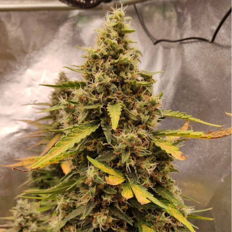 Runtz Auto -  autovirágzó kannabiszmagok, kannabiszfajta