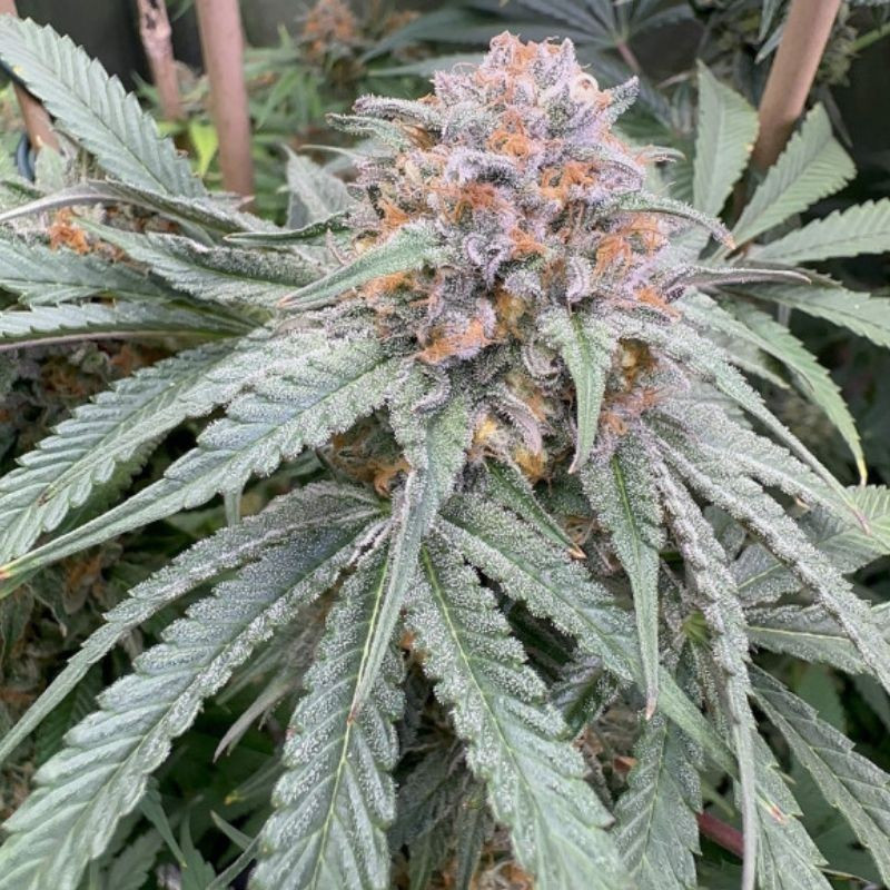 Purple Kush Auto -  autovirágzó kannabiszmagok, kannabiszfajta
