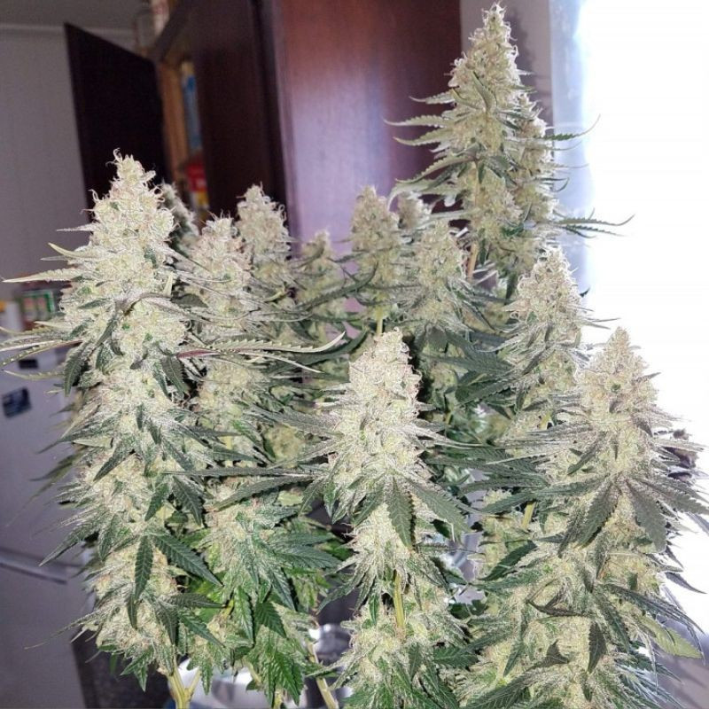 Strawberry Auto -  autovirágzó kannabiszmagok, kannabiszfajta