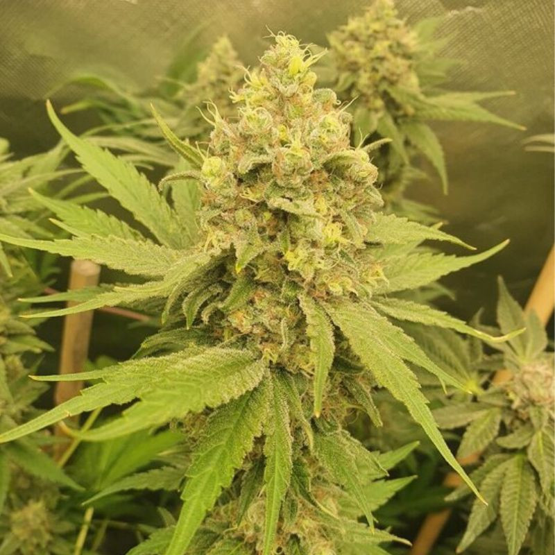 Mango Auto -  autovirágzó kannabiszmagok, kannabiszfajta