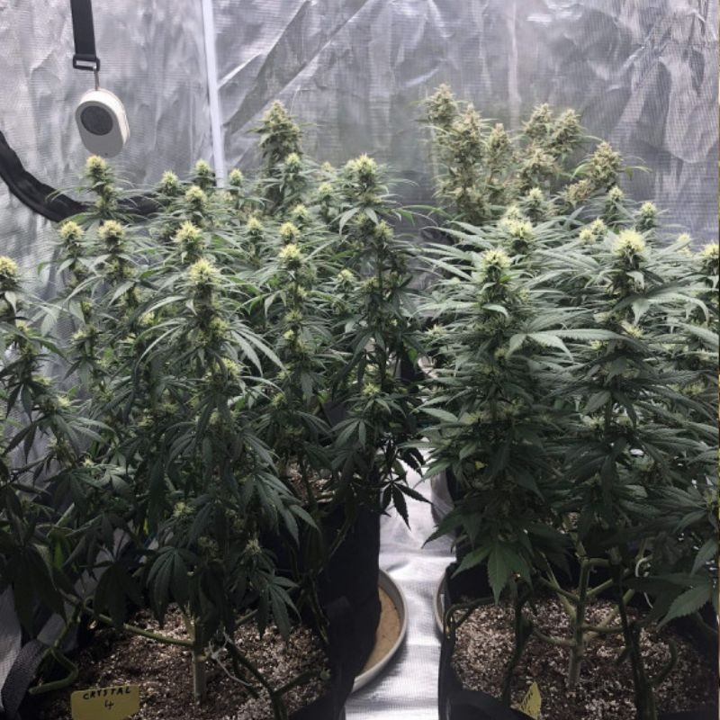 Skunk Auto -  autovirágzó kannabiszmagok, kannabiszfajta