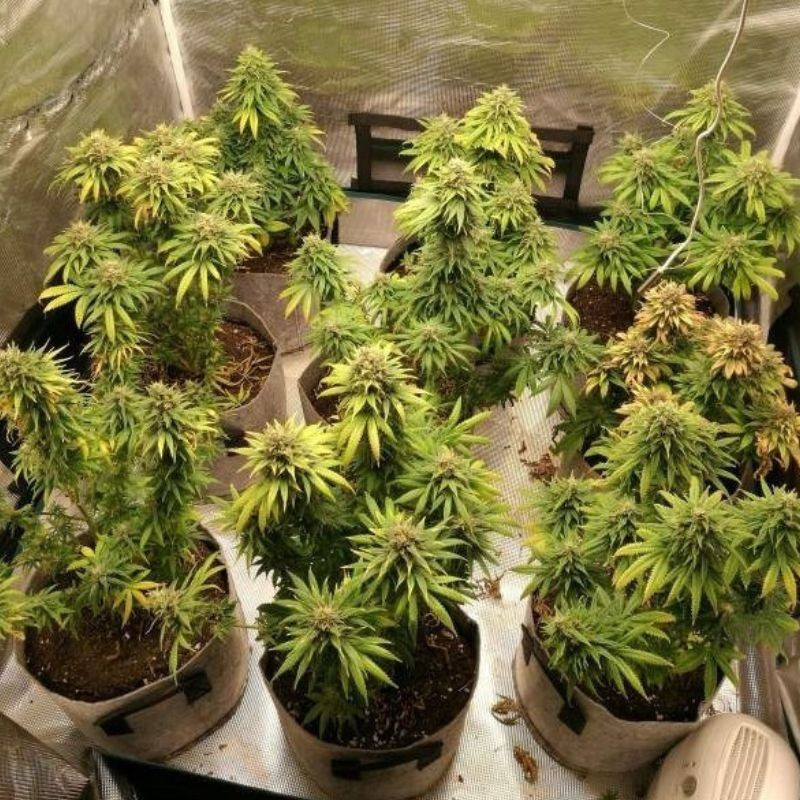 Watermelon Auto -  autovirágzó kannabiszmagok, kannabiszfajta