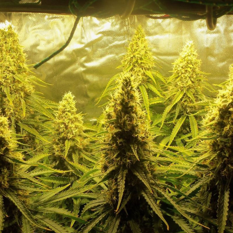 Jungle Auto -  autovirágzó kannabiszmagok, kannabiszfajta