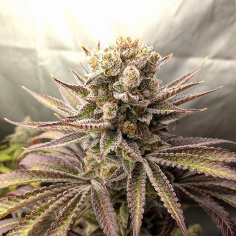 Sweet Tooth Auto -  autovirágzó kannabiszmagok, kannabiszfajta