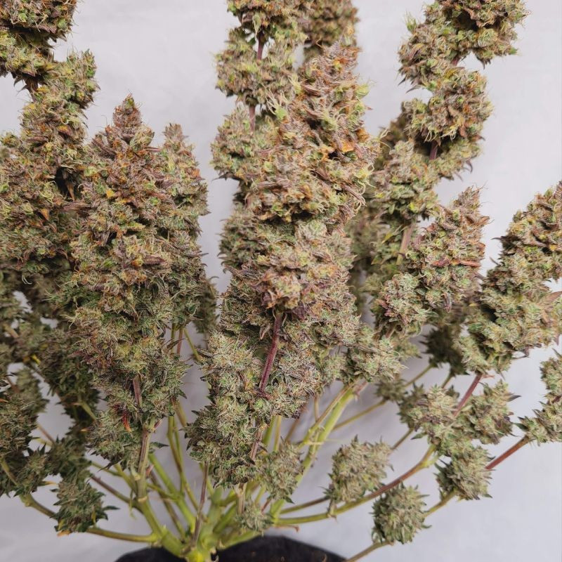 White Dwarf Auto -  autovirágzó kannabiszmagok, kannabiszfajta