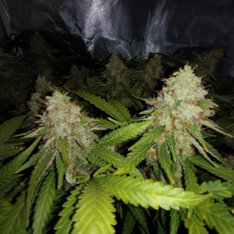 White Widow Auto - autovirágzó kannabiszmagok, kannabiszfajta
