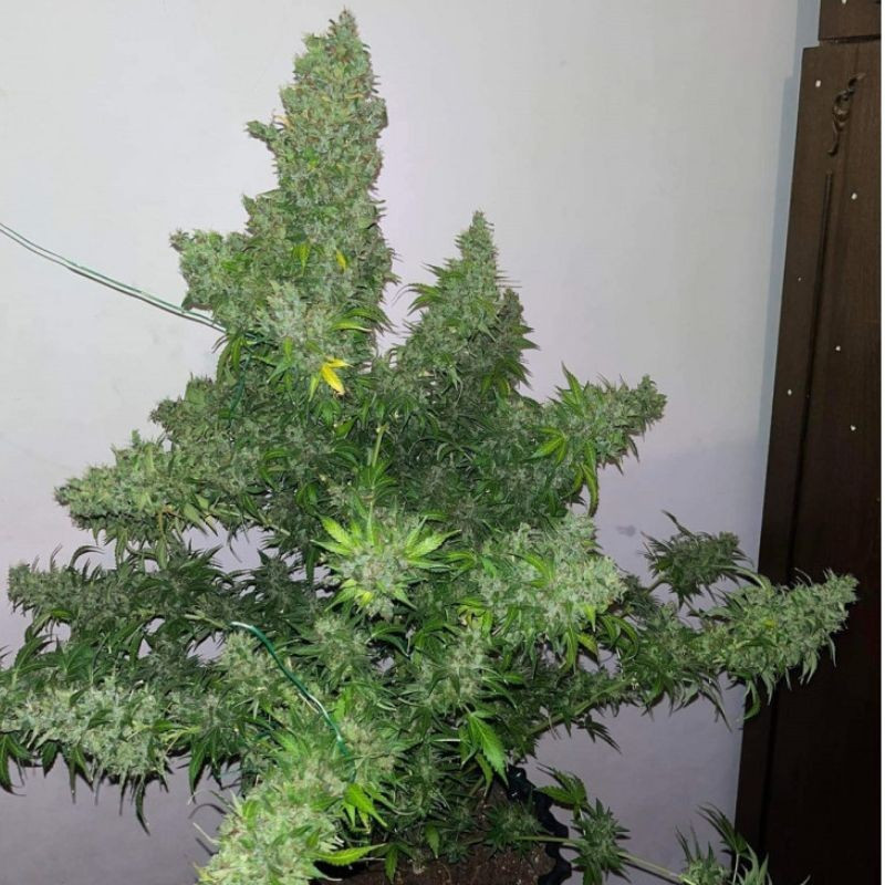 White Russian Auto - autovirágzó kannabiszmagok, kannabiszfajta