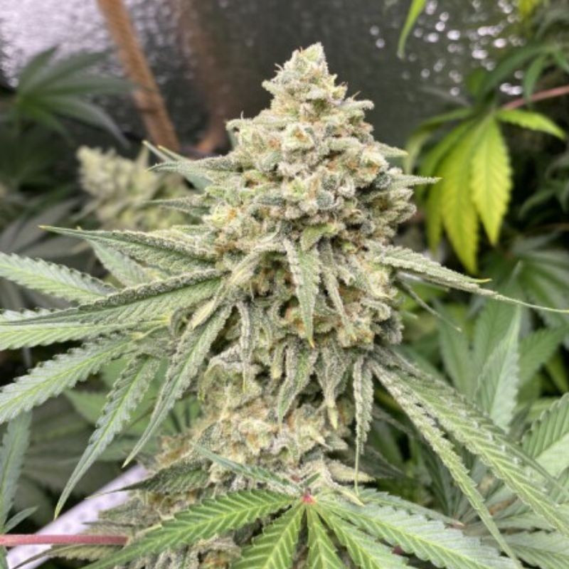 Zkittlez Auto - autovirágzó kannabiszmagok, kannabiszfajta