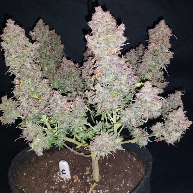 Bruce Banner Auto - automatikusan virágzó kannabiszmagok, kannabiszfajta