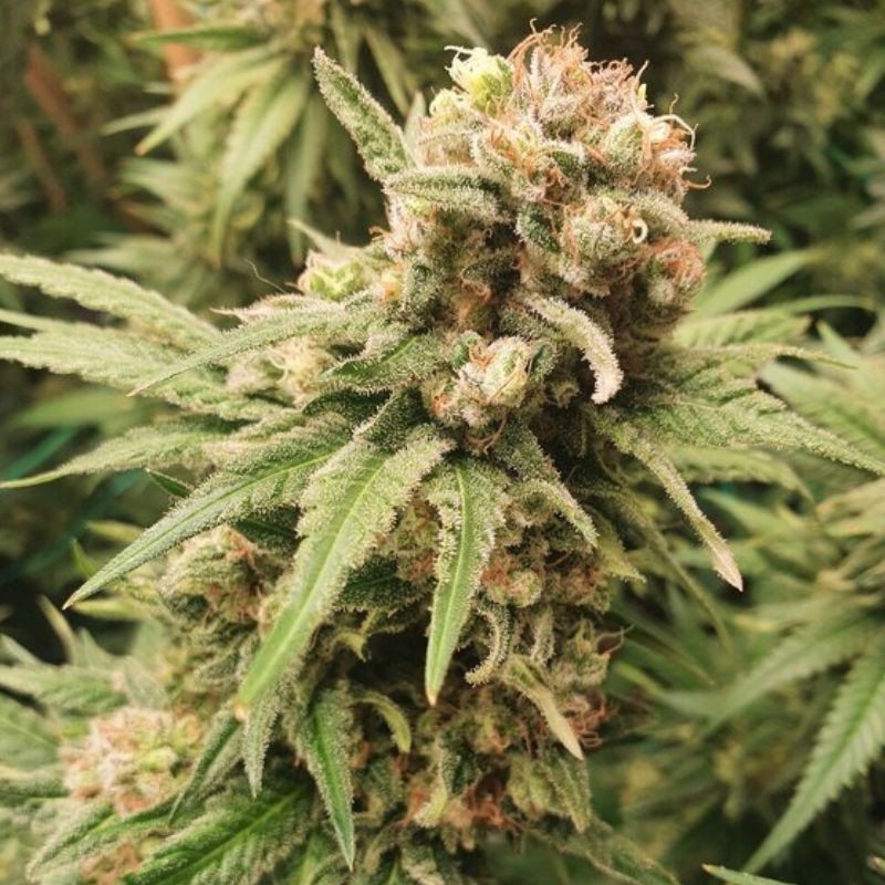 BubbleGum Auto - automatikusan virágzó kannabiszmagok, kannabiszfajta