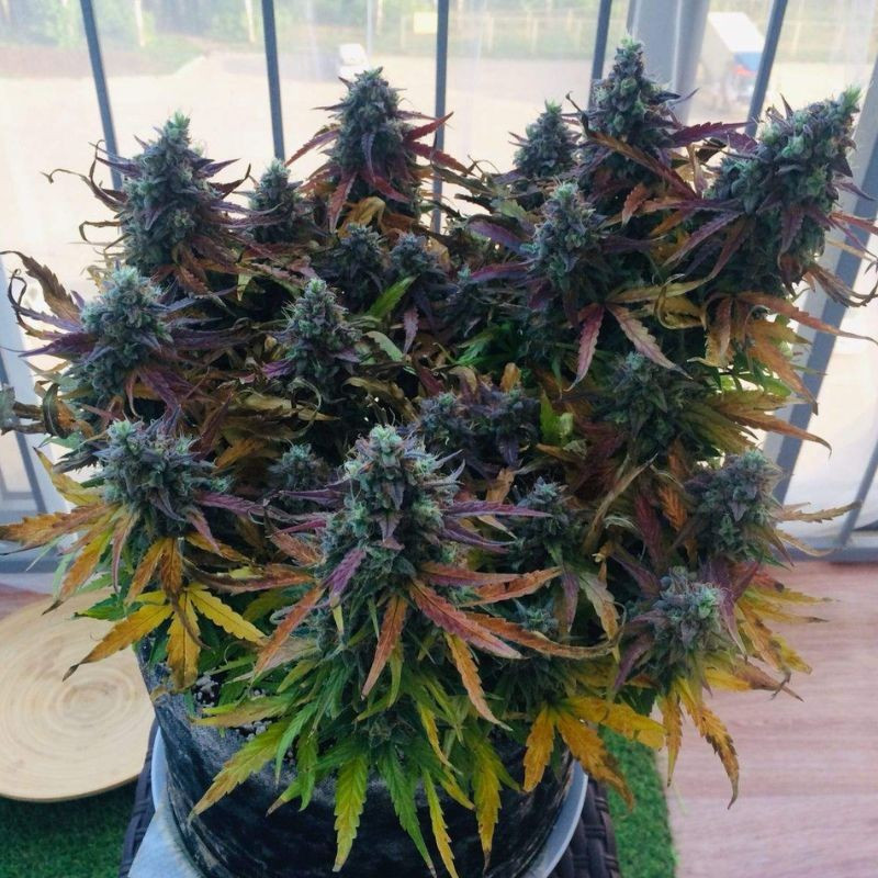 Blueberry Auto - automatikusan virágzó kannabiszmagok, kannabiszfajta