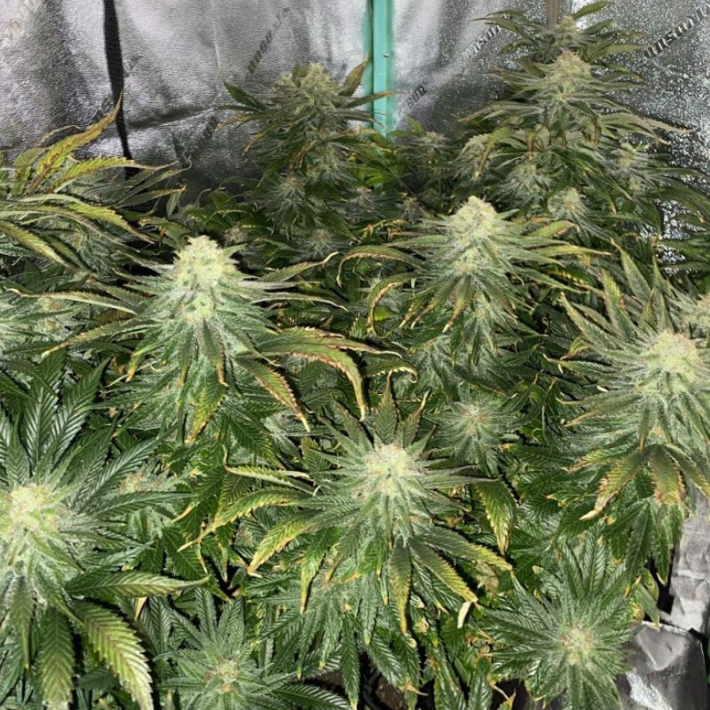 Big Bud Auto - automatikusan virágzó kannabiszmagok, kannabiszfajta